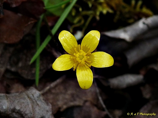 {Ranunculus hispidus}